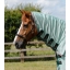 Combo-Mesh-Air-Fly-Rug-with-Surcingles-Mint-Green-2_768x.jpg