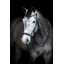 505483001 cryll24.2.webp