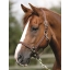 Horse PP Head Collar-Brown.jpg