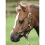Pony PP Head Collar-Brown.jpg