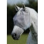SS19-Horse-Mask-Standard-RGB-72-zoom.jpg